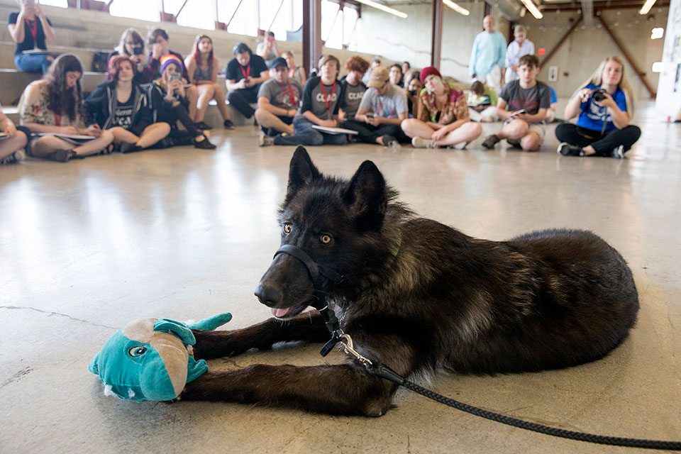 wolf dog sits with stuffed animal