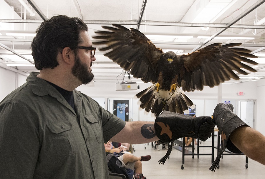 falcon landing on arm