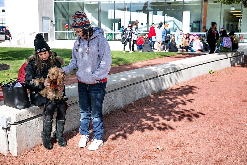 therapy dogs wellness week