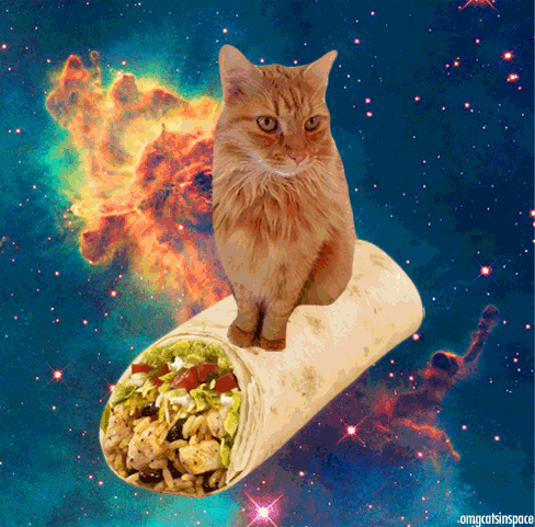 Cat on burrito