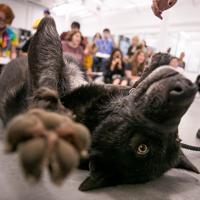 luther the wolf pup