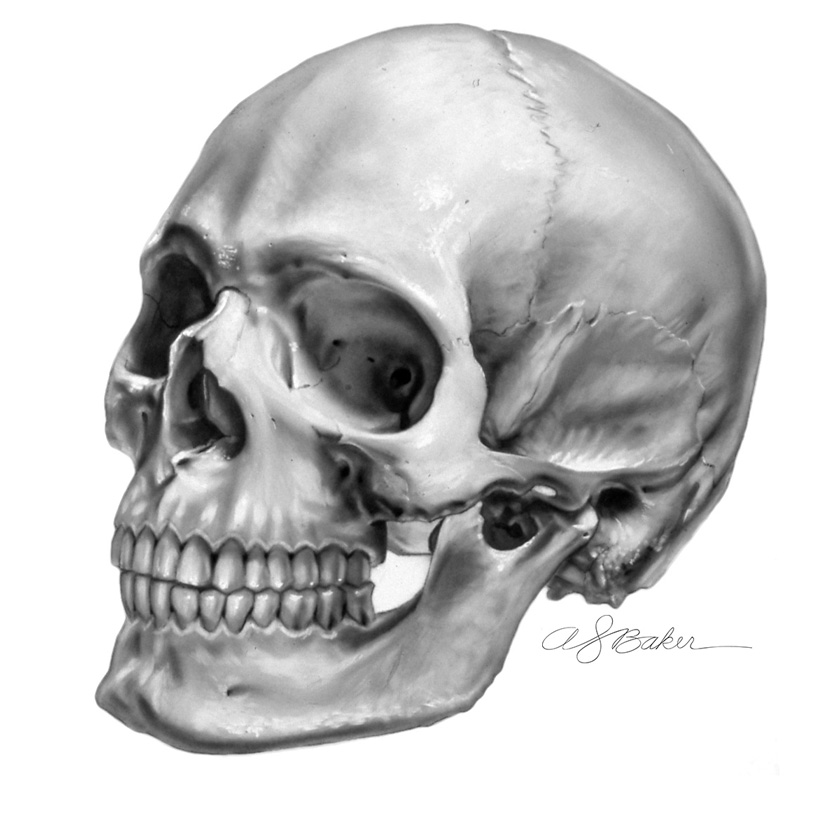 Illustration, Carbon Dust Medical Illustration of Skull by CCAD alum Anthony Baker