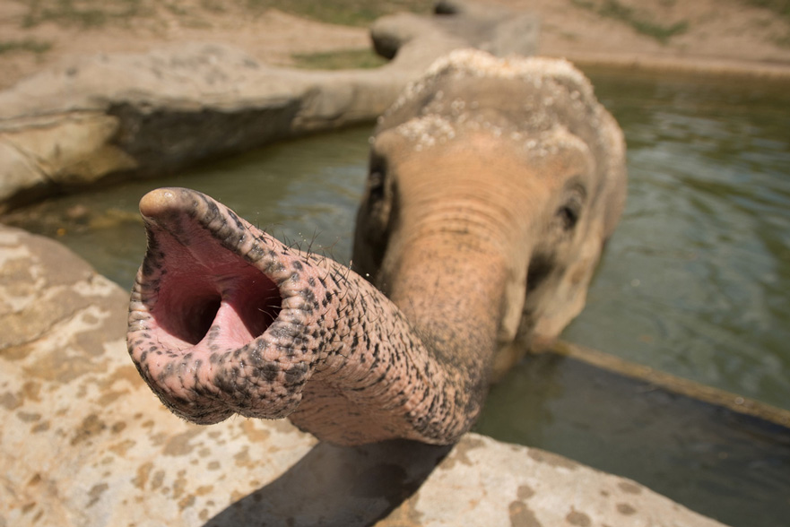 Photography, Close up of end of elephant's trunk, elephant in background wading through water resting trunk on a rock