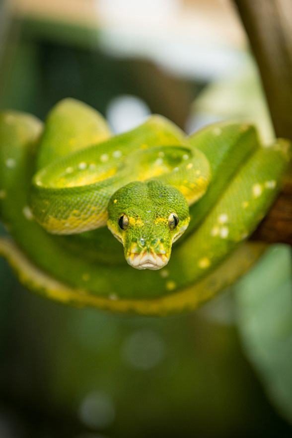 Photography, Close up image of a bright green and yellow python resting on a tree branch with blurred out greenery in background