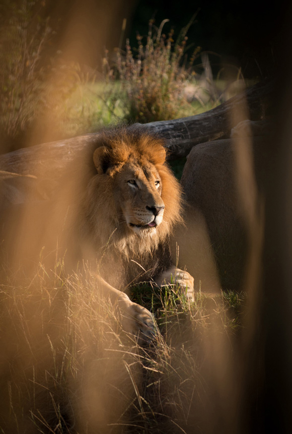 Photography, Image of male lion ducking beneath a log looking out into the distance, photo taken through tall dry grass, trees and brush in background