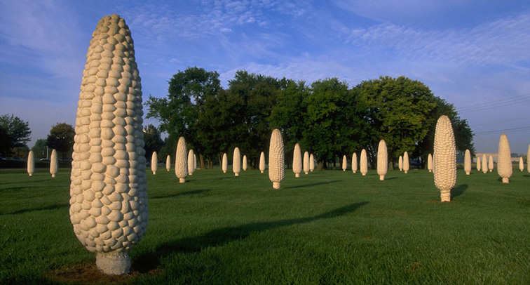 Master of Fine Arts, imgae of green field of giant yellow corn cobs, with blue sky and green trees in the background