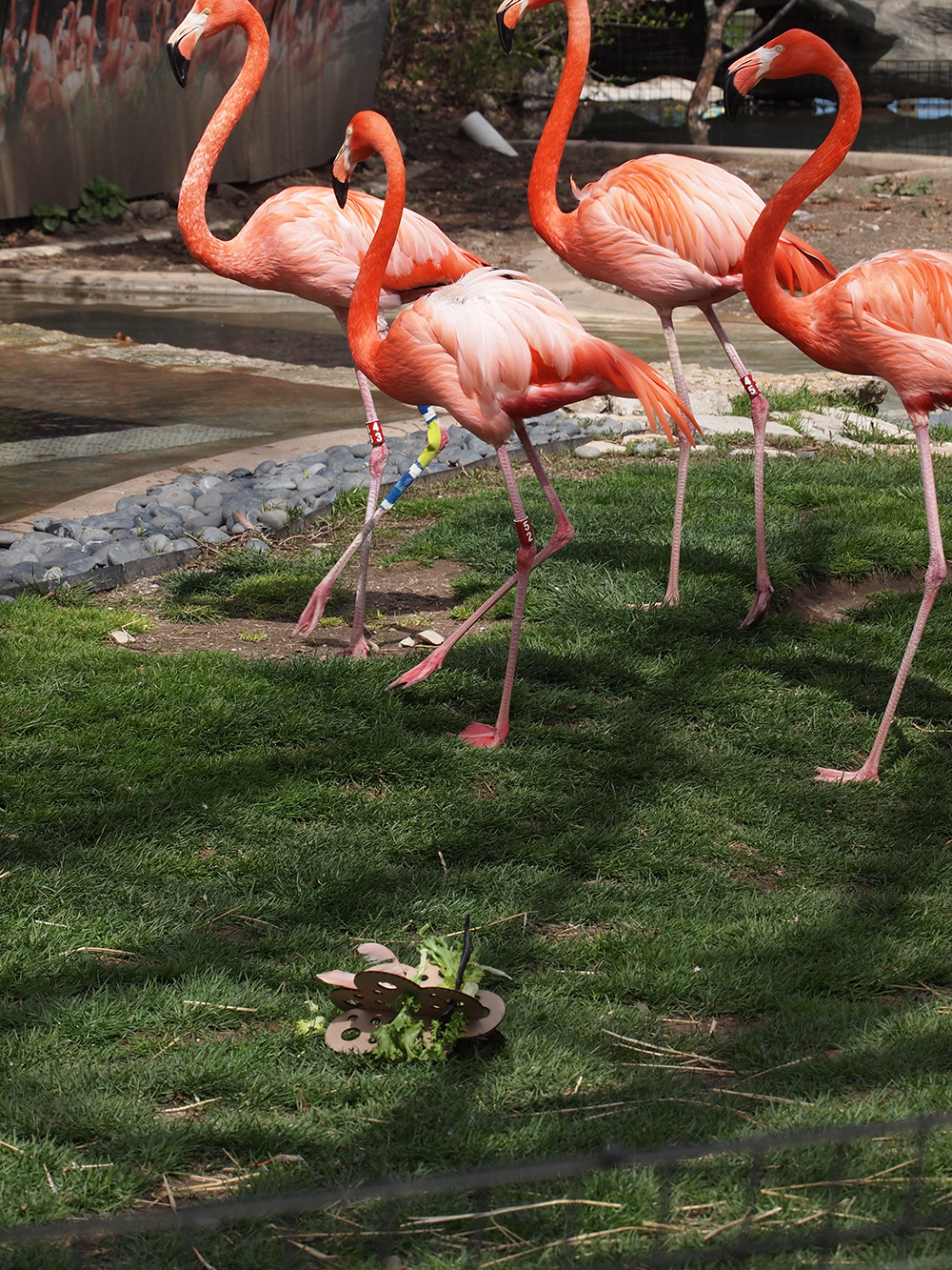 Animation, Flamingos mill about in an enclosure, some appear to be injured and have bandages wrapped around their legs