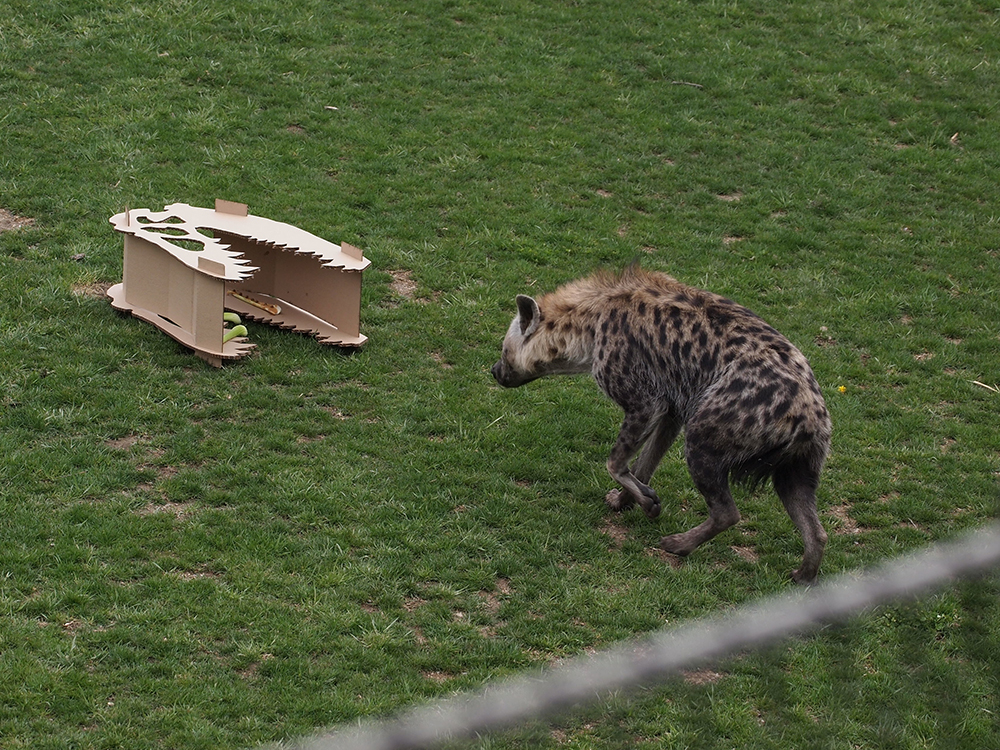 Animation, Hyena interacts with cardboard structure in the shape of a dinosaur skull