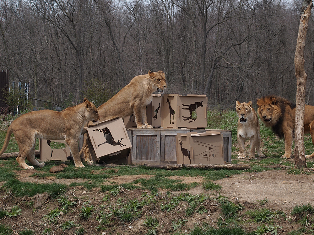 Animaiton, Lions in enclosure interact with stacked cardboard cubes