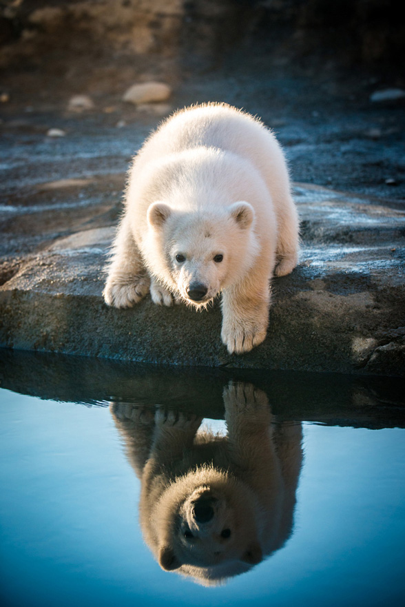 Photography, CCAD alum Grahm Jones' photo of a polar bear at the Columbus Zoo on edge of rock overlooking water, reflection in water of baby polar bear and blue sky