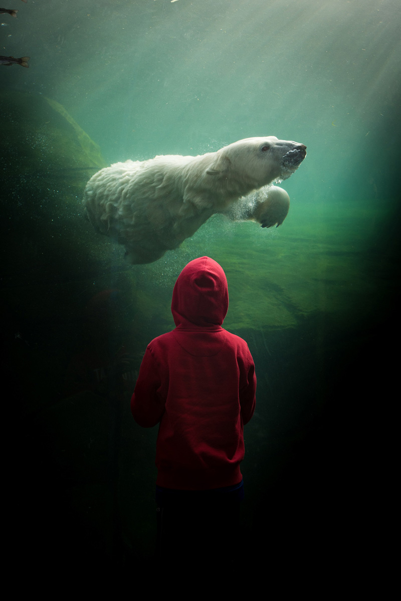 Photography, polar bear swimming in blue green water tank with child in red hoodie looking up at the bear from behind