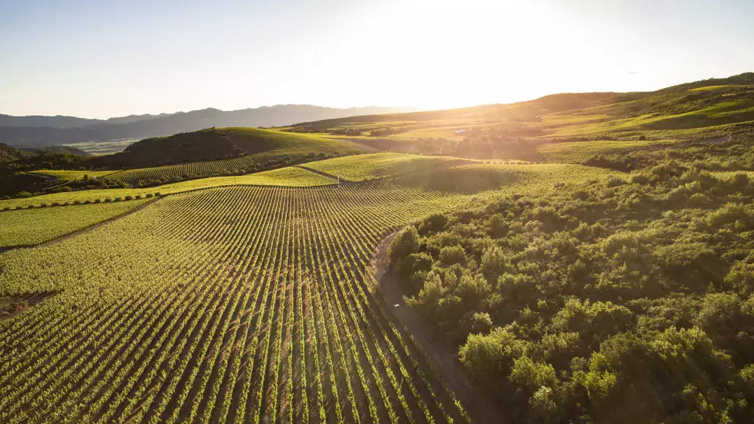 E.&J. Gallo vineyards