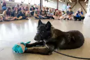 wolf dog poses with stuffed animal