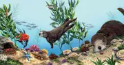 linda bittner sea otter illustrations