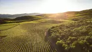 E.&J. Gallo vineyards