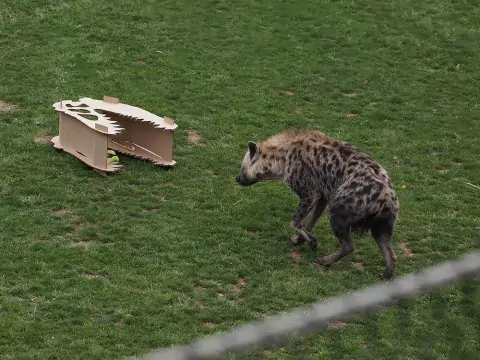 columbus zoo hyena with cardboard