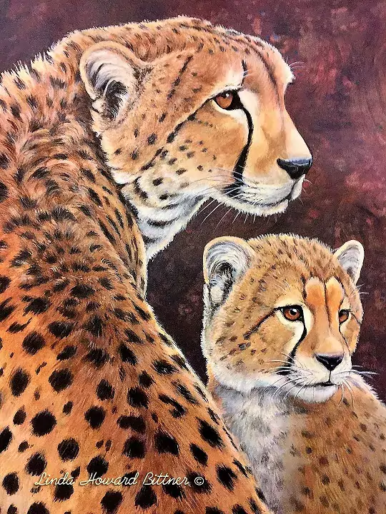 linda bittner work cheetahs