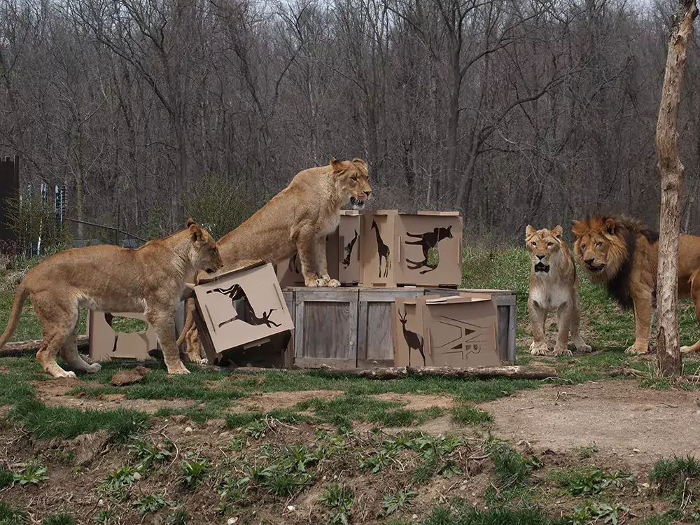 columbus zoo lions on cardboard