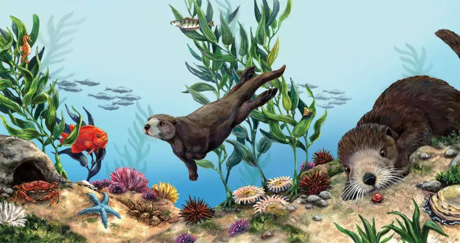 sea otter illustration