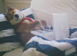 Dog does computer work from bed.